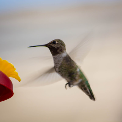 Hummingbird at Feeder © Stephanie K. Graf