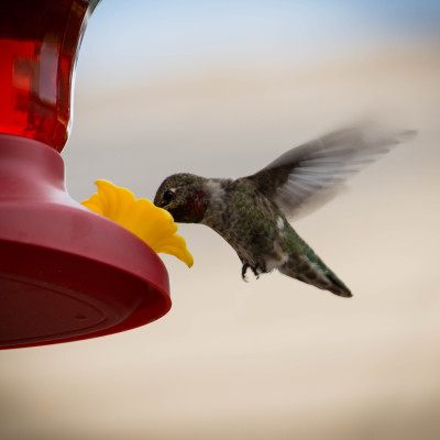 Hummingbird at Feeder © Stephanie K. Graf