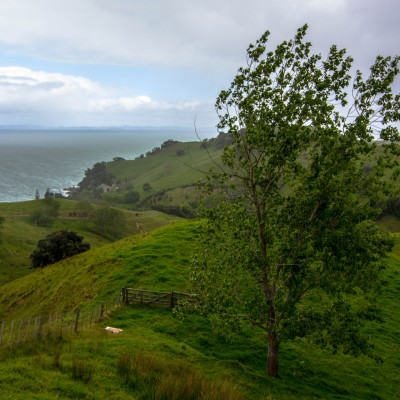 The Coromandel, NZ © Stephanie K. Graf