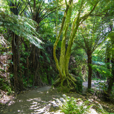 The Coromandel, NZ © Stephanie K. Graf