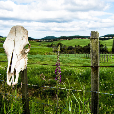 New Zealand, North Island © Stephanie K. Graf