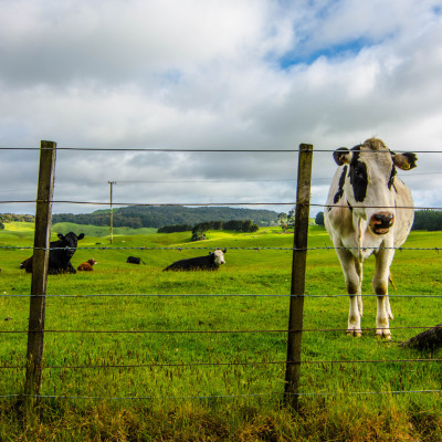 New Zealand, North Island © Stephanie K. Graf