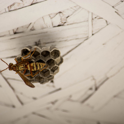 Wasp & Nest © Stephanie K. Graf