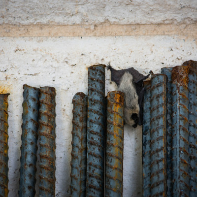 Western Pipistrelle Bat © Stephanie K. Graf