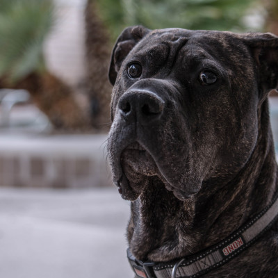 Cane Corso Mastiff (Kane) © Stephanie K. Graf