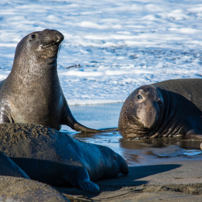 Elephant Seals © Stephanie K. Graf