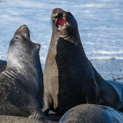 Elephant Seals © Stephanie K. Graf