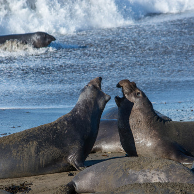 Elephant Seals © Stephanie K. Graf