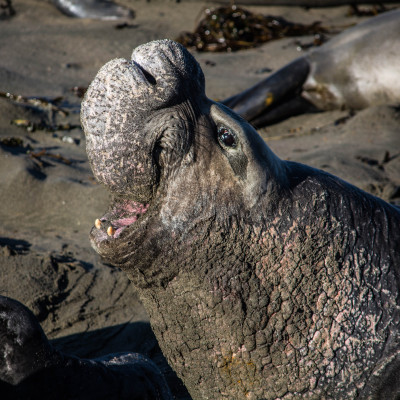 Elephant Seals © Stephanie K. Graf