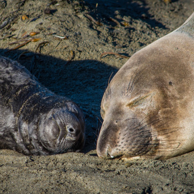 Elephant Seals © Stephanie K. Graf